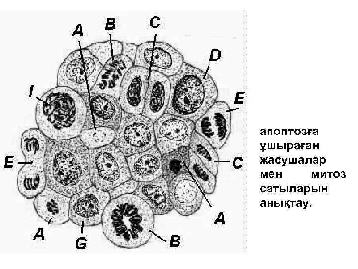 апоптозға ұшыраған жасушалар мен митоз сатыларын анықтау. 