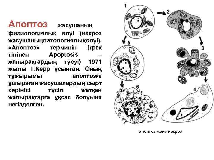 Апоптоз патанатомия презентация