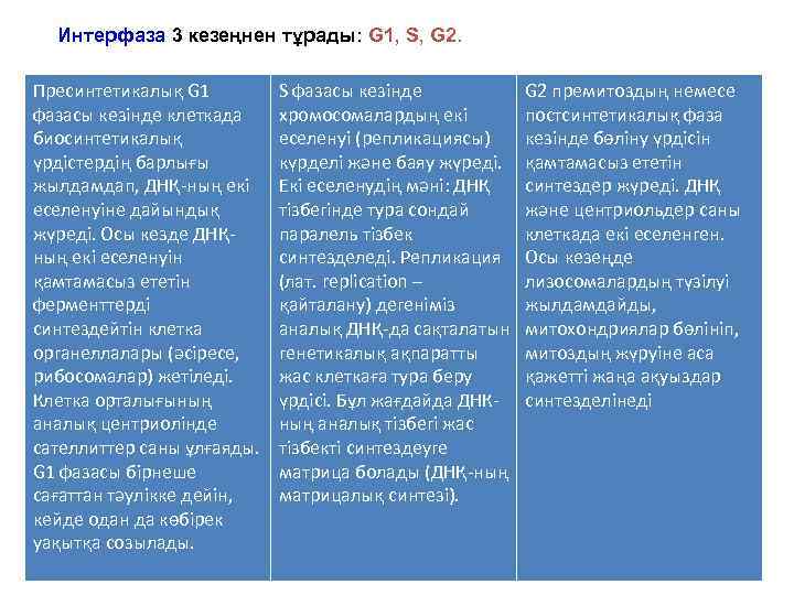 Интерфаза 3 кезеңнен тұрады: G 1, S, G 2. Пресинтетикалық G 1 фазасы кезінде