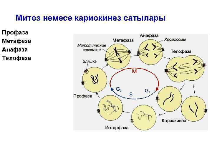 Кариокинез. Митоз кариокинез. Кариокинез или митоз. Анафаза процессы в ядре. Митоз( кариокинез)изменения в ядре и цитоплазме при митозе.