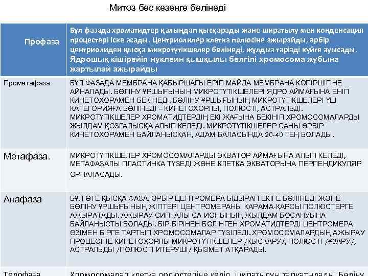 . Митоз бес кезеңге бөлінеді Профаза Бұл фазада хроматидтер қалыңдап қысқарады және ширатылу мен