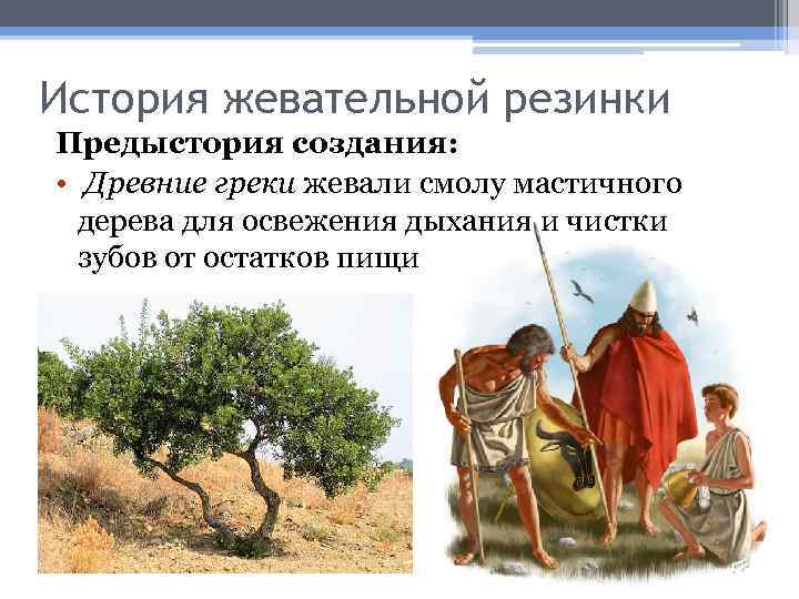 История жевательной резинки Предыстория создания: • Древние греки жевали смолу мастичного дерева для освежения