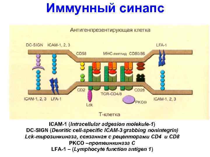 Иммунный синапс ICAM-1 (Intracellular adgesion molekule-1) DC-SIGN (Denritic cell-specific ICAM-3 grabbing nonintegrin) Lck-тирозинкиназа, связанная