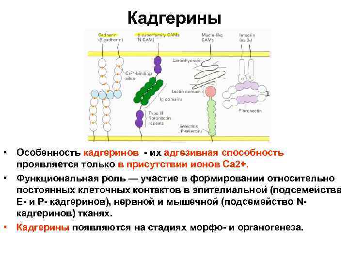 Кадгерины • Особенность кадгеринов - их адгезивная способность проявляется только в присутствии ионов Са