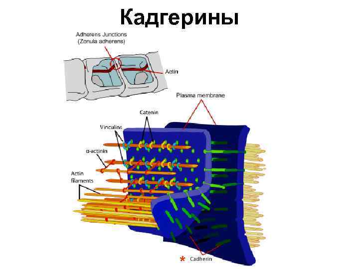 Кадгерины * 