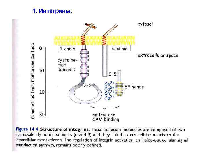 1. Интегрины. 