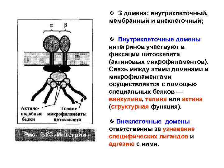 v З домена: внутриклеточный, мембранный и внеклеточный; v Внутриклеточные домены интегринов участвуют в фиксации