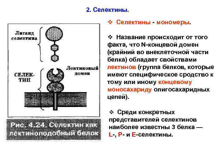 2. Селектины. v Селектины - мономеры. v Название происходит от того факта, что N-концевой