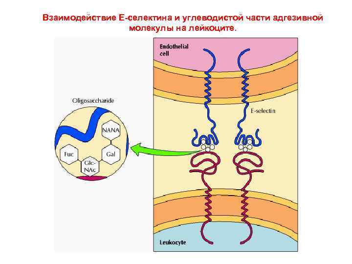 Взаимодействие Е-селектина и углеводистой части адгезивной молекулы на лейкоците. 
