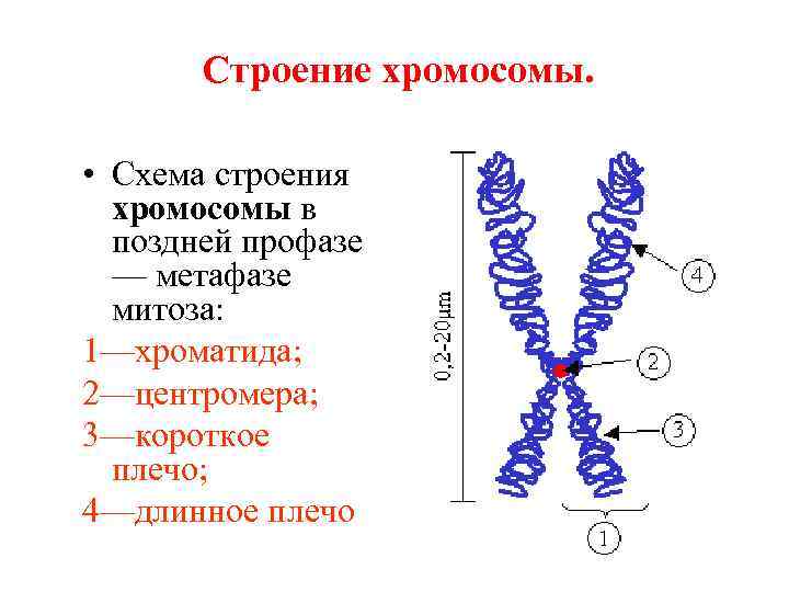 Внутреннее строение хромосом. Схема строения метафазной хромосомы. Хромосомы строение и функции. Структура метафазной хромосомы. Строение хромосом кратко.