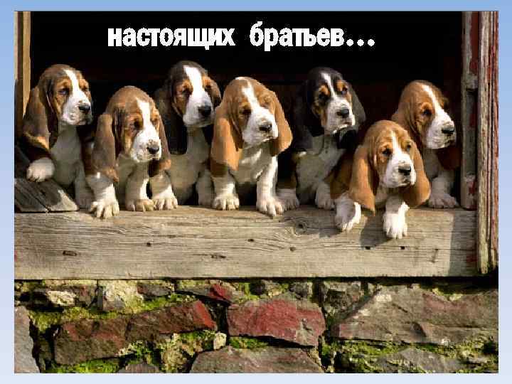 настоящих братьев… 