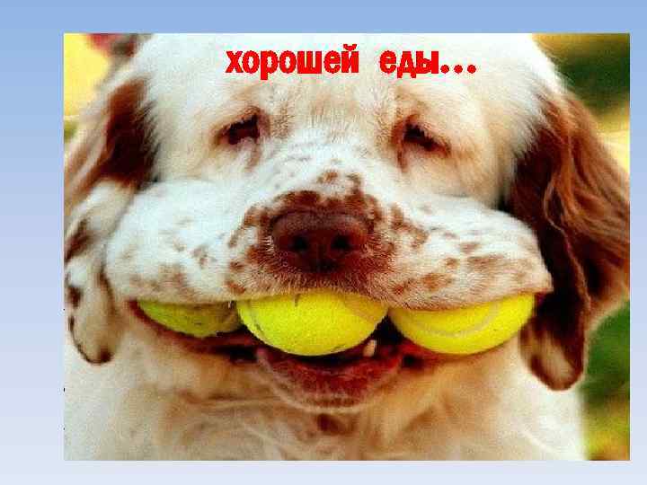 хорошей еды… 