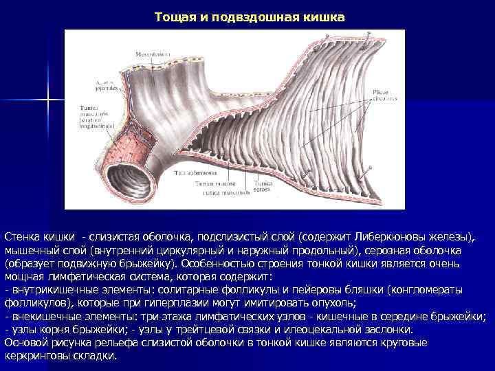 Мышцы стенки кишечника