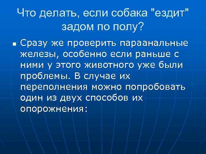  Что делать, если собака 