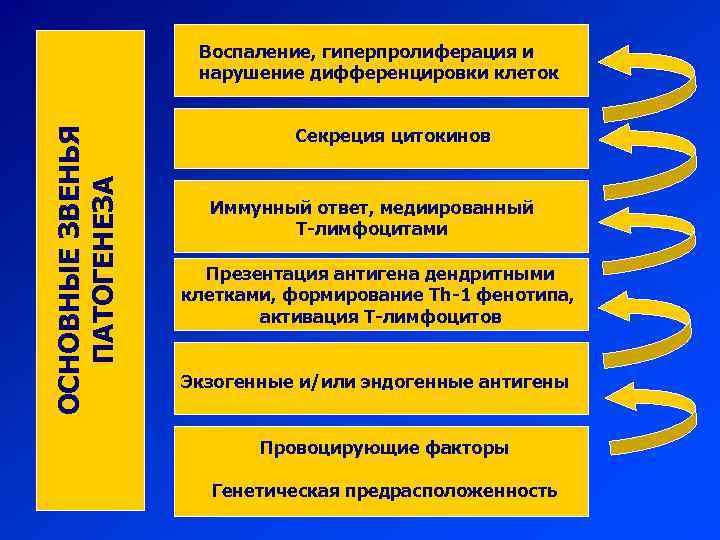 ОСНОВНЫЕ ЗВЕНЬЯ ПАТОГЕНЕЗА Воспаление, гиперпролиферация и нарушение дифференцировки клеток Секреция цитокинов Иммунный ответ, медиированный