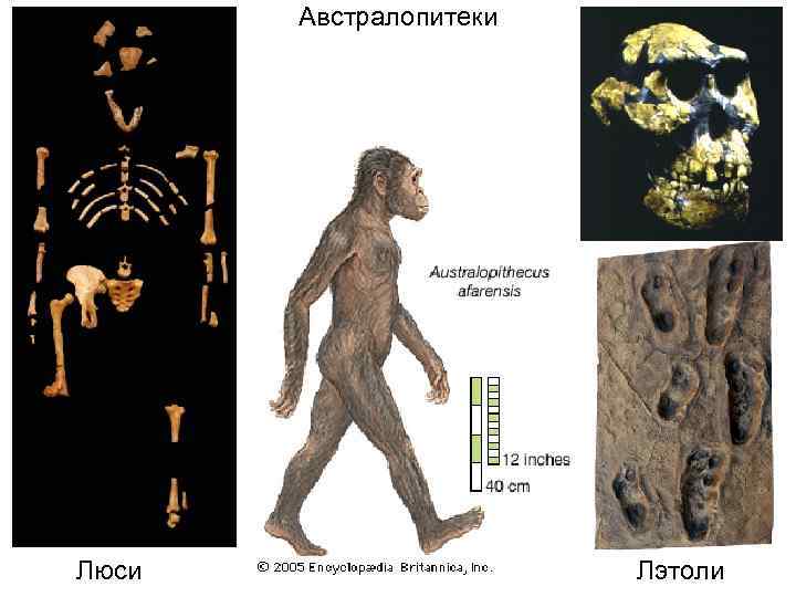 Австралопитеки Люси Лэтоли 