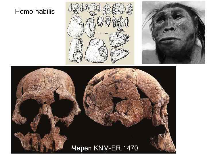 Homo habilis Череп KNM-ER 1470 
