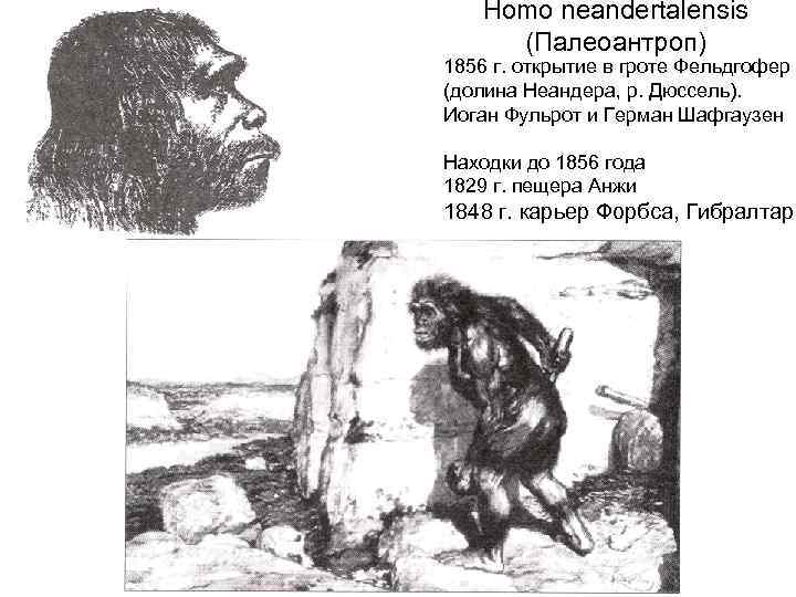 Homo neandertalensis (Палеоантроп) 1856 г. открытие в гроте Фельдгофер (долина Неандера, р. Дюссель). Иоган