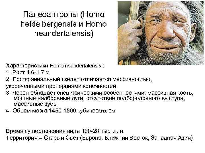 Палеоантропы (Homo heidelbergensis и Homo neandertalensis) Характеристики Homo neandertalensis : 1. Рост 1. 6