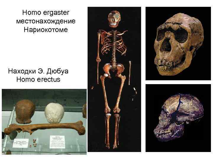 Homo ergaster местонахождение Нариокотоме Находки Э. Дюбуа Homo erectus 