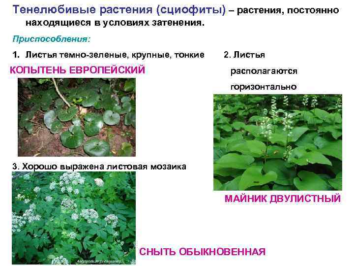Экологическая группа тенелюбивых растений. Тенелюбивые растения сциофиты. Приспособления тенелюбивых растений. Сциофиты строение листа. Копытень гелиофит.