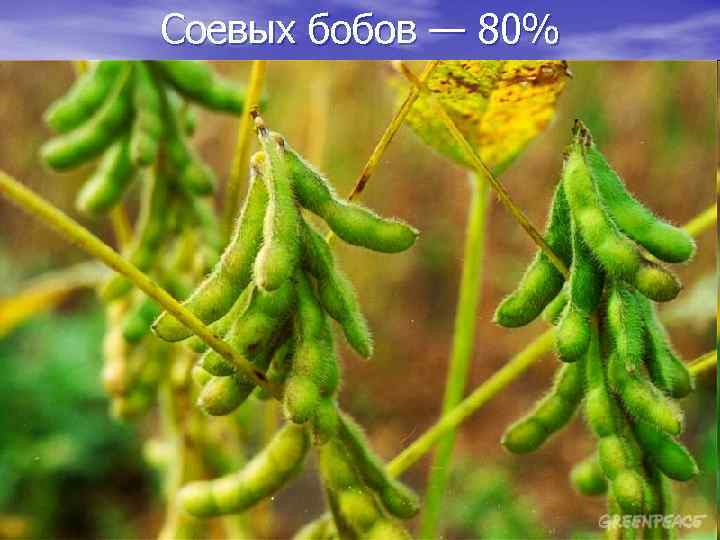 Соевых бобов — 80% 