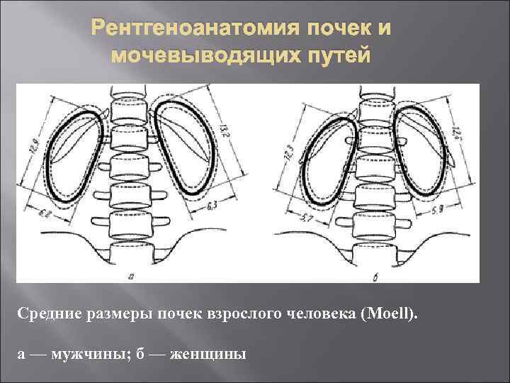Рентгеноанатомия почек и мочевыводящих путей Средние размеры почек взрослого человека (Moell). а — мужчины;
