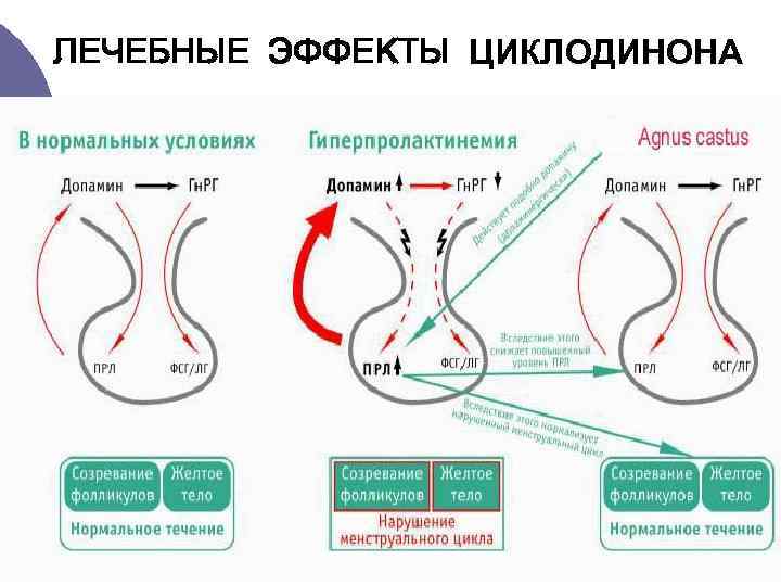 ЛЕЧЕБНЫЕ ЭФФЕКТЫ ЦИКЛОДИНОНА 