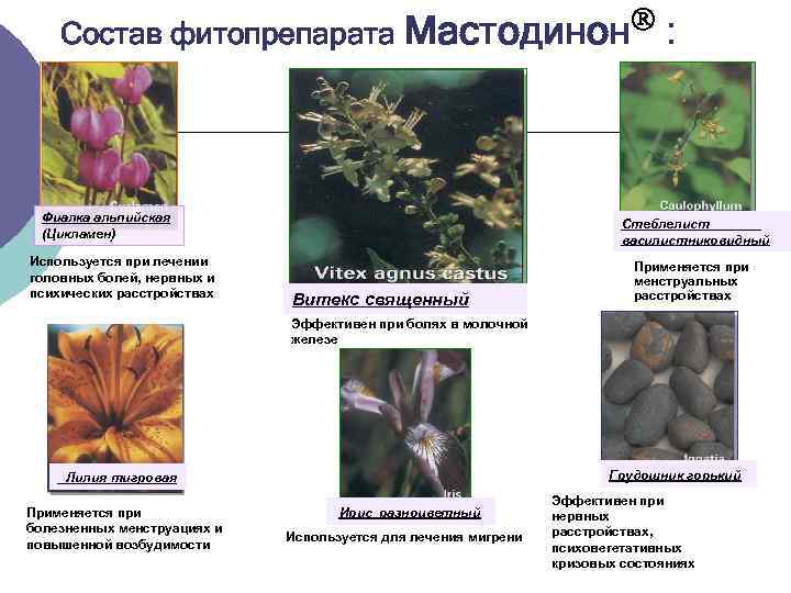  Состав фитопрепарата Мастодинон : Фиалка альпийская Стеблелист (Цикламен) василистниковидный Используется при лечении Применяется