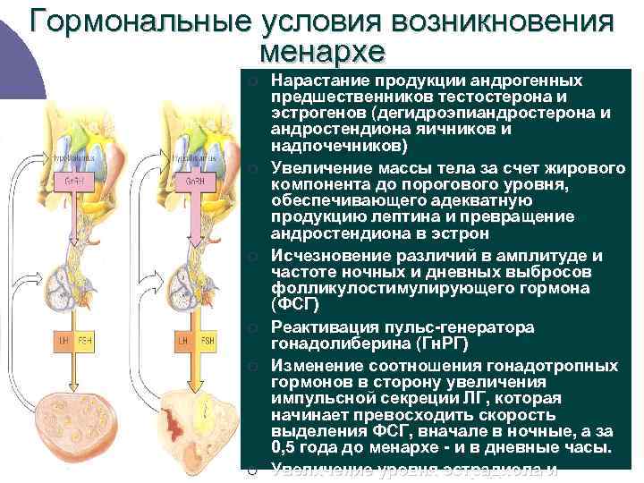 Гормональные условия возникновения менархе ¡ Нарастание продукции андрогенных предшественников тестостерона и эстрогенов (дегидроэпиандростерона и