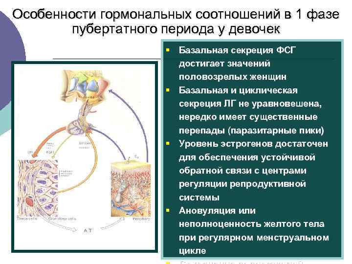 Особенности гормональных соотношений в 1 фазе пубертатного периода у девочек § Базальная секреция ФСГ