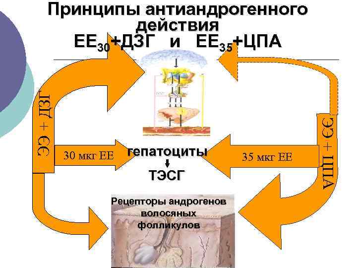  Принципы антиандрогенного действия ЕЕ 30+ДЗГ и ЕЕ 35+ЦПА ЭЭ + ДЗГ ЭЭ +