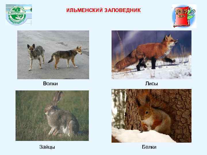 ИЛЬМЕНСКИЙ ЗАПОВЕДНИК Волки Зайцы Лисы Белки 