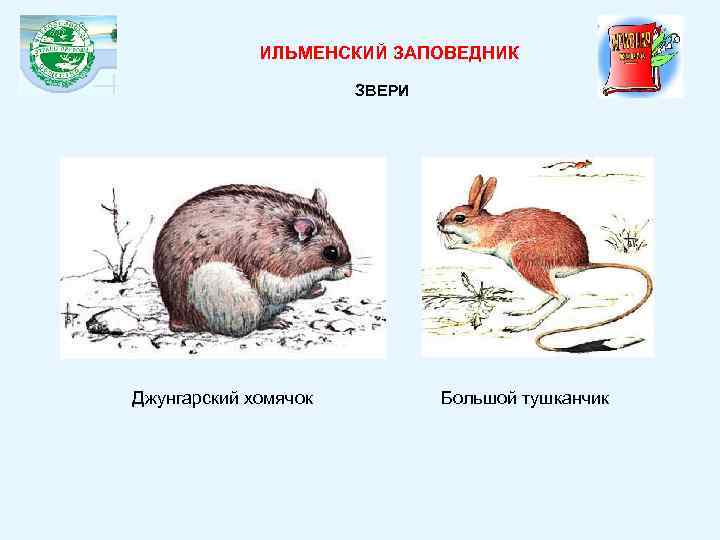ИЛЬМЕНСКИЙ ЗАПОВЕДНИК ЗВЕРИ Джунгарский хомячок Большой тушканчик 