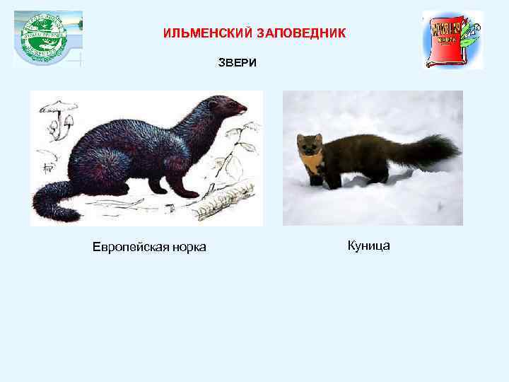 ИЛЬМЕНСКИЙ ЗАПОВЕДНИК ЗВЕРИ Европейская норка Куница 