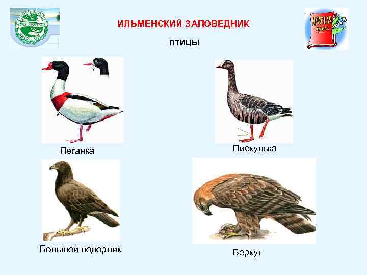 ИЛЬМЕНСКИЙ ЗАПОВЕДНИК ПТИЦЫ Пеганка Большой подорлик Пискулька Беркут 