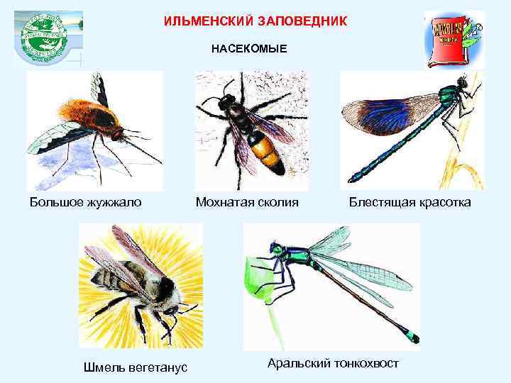 ИЛЬМЕНСКИЙ ЗАПОВЕДНИК НАСЕКОМЫЕ Большое жужжало Шмель вегетанус Мохнатая сколия Блестящая красотка Аральский тонкохвост 
