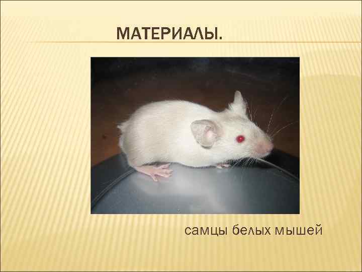 МАТЕРИАЛЫ. самцы белых мышей 