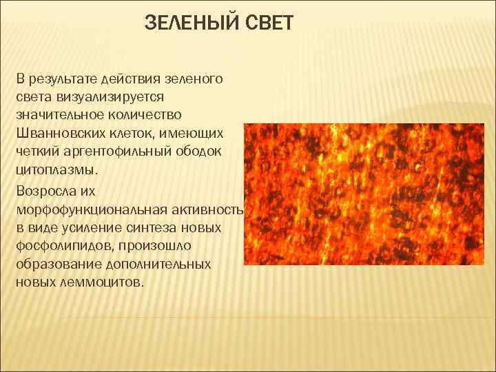 ЗЕЛЕНЫЙ СВЕТ В результате действия зеленого света визуализируется значительное количество Шванновских клеток, имеющих четкий