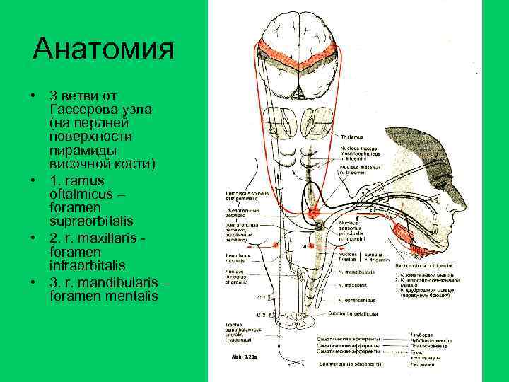 Анатомия • 3 ветви от Гассерова узла (на пердней поверхности пирамиды височной кости) •