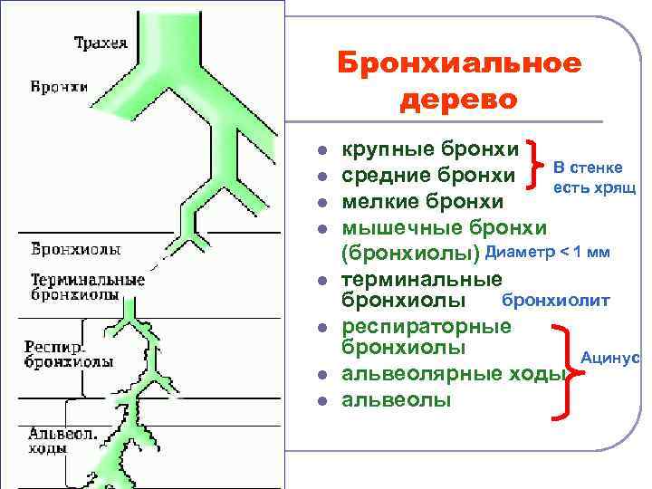 Бронхиальное дерево l l l l крупные бронхи В стенке средние бронхи есть хрящ