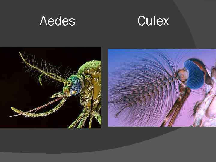 Aedes  Culex 