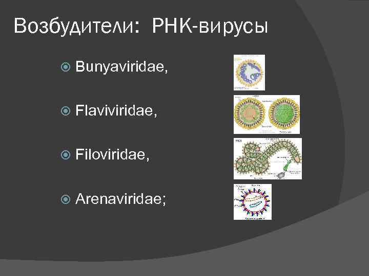 Возбудители: РНК-вирусы   Bunyaviridae,  Flaviviridae,  Filoviridae,  Arenaviridae; 