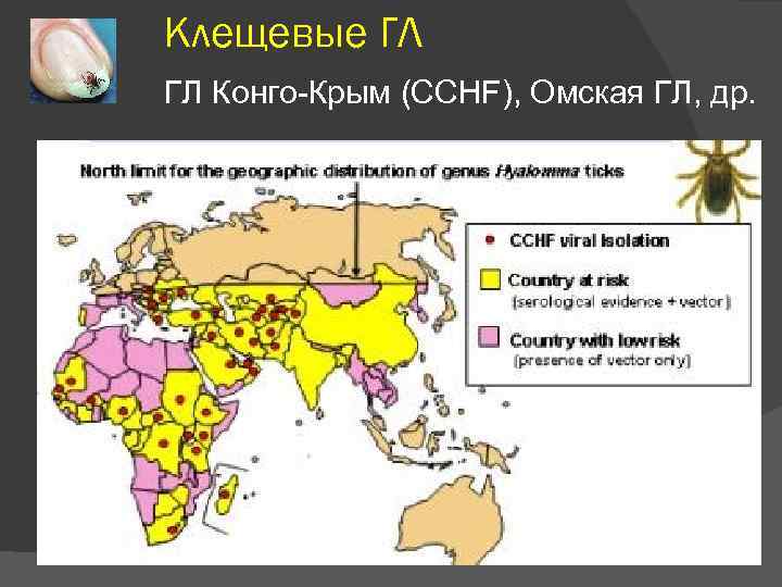   Клещевые ГЛ ГЛ Конго-Крым (CCHF), Омская ГЛ, др. 