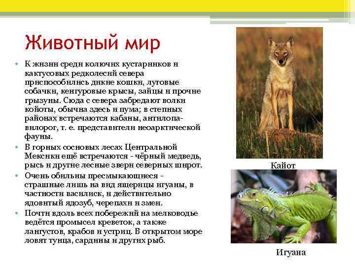 Животный мир • К жизни среди колючих кустарников и кактусовых редколесий севера приспособились дикие