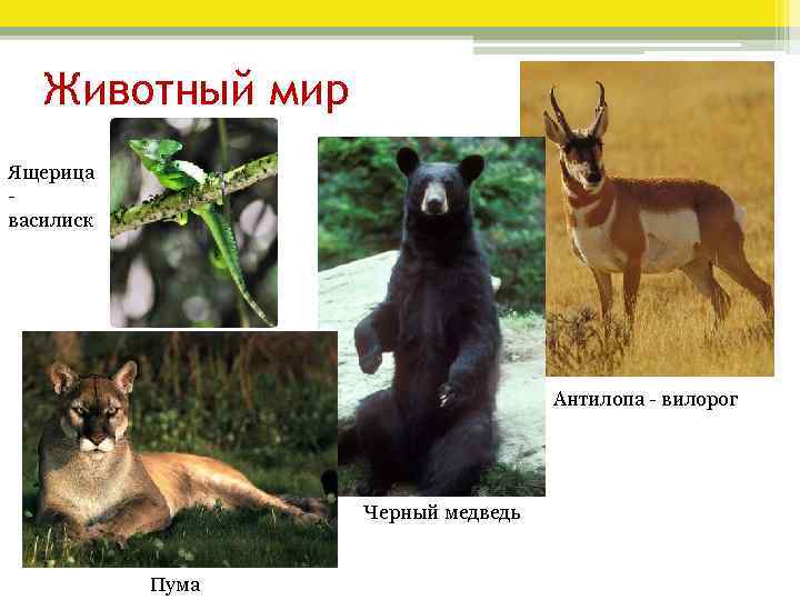 Животный мир Ящерица - василиск Антилопа - вилорог Черный медведь Пума 