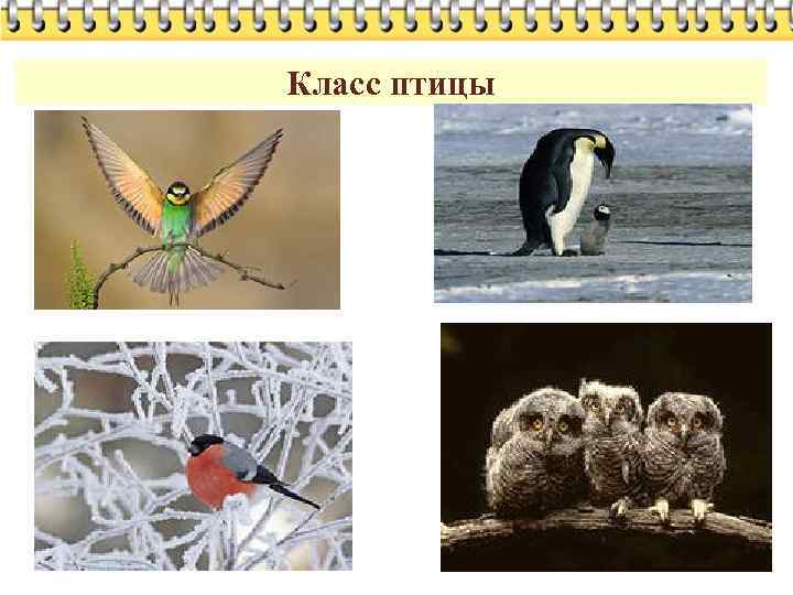 Класс птицы 