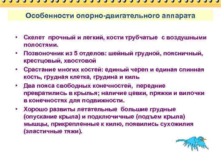 Особенности опорно-двигательного аппарата • Скелет прочный и легкий, кости трубчатые с воздушными полостями. •