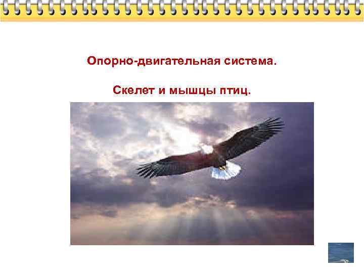 Опорно-двигательная система. Скелет и мышцы птиц. 