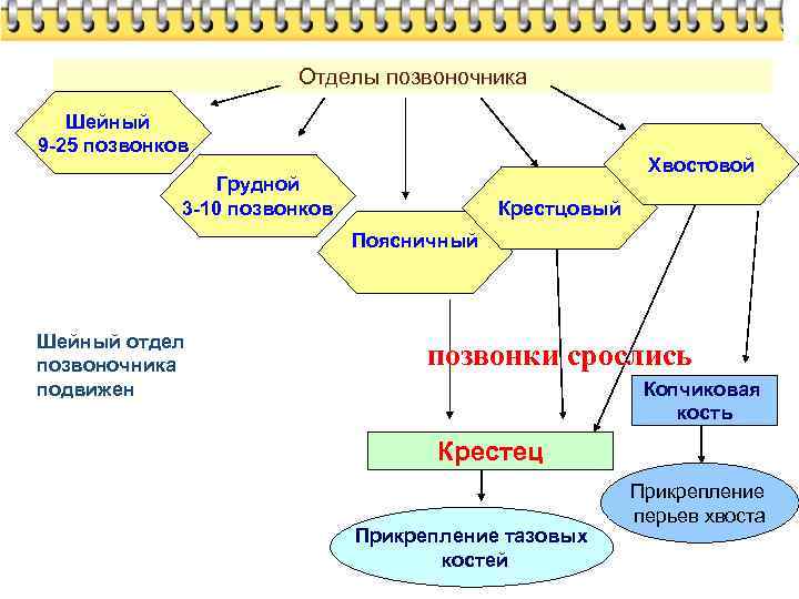 Отделы позвоночника Шейный 9 -25 позвонков Хвостовой Грудной 3 -10 позвонков Крестцовый Поясничный Шейный